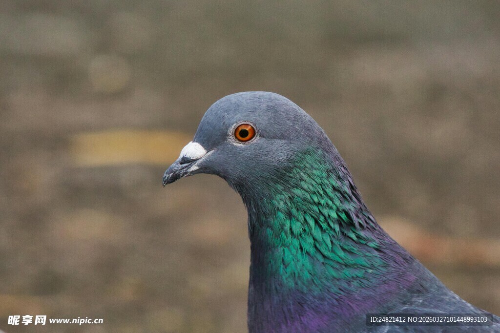 灰紫羽毛的鸽子特写