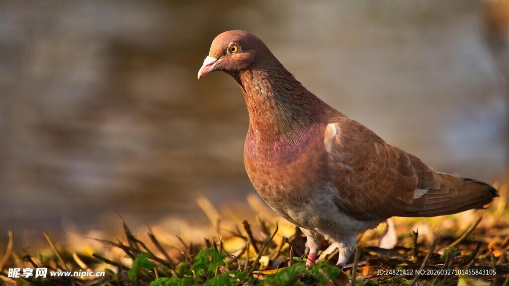 站在草地的棕色鸽子