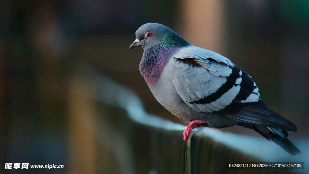 栏杆上的灰鸽子