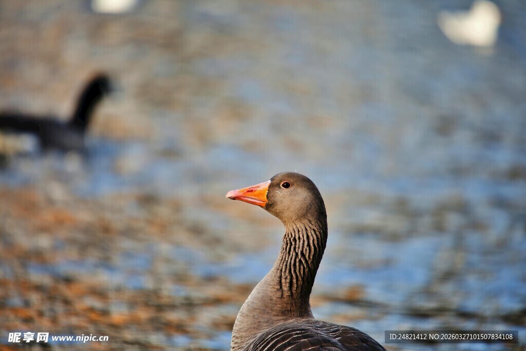 水边灰鹅眺望远方