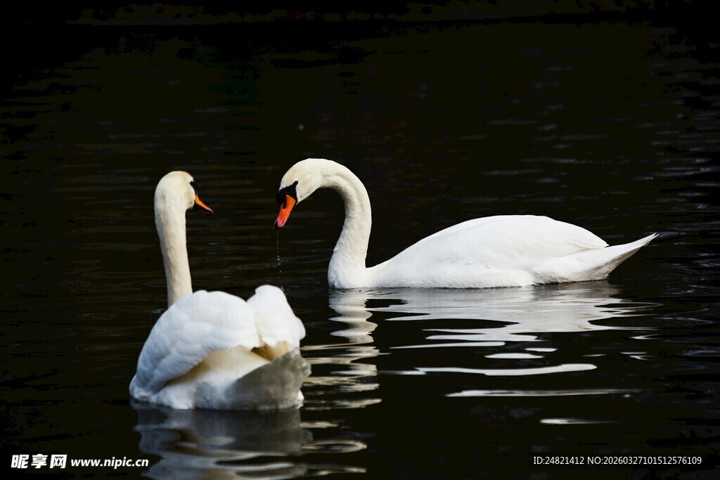 湖面上亲昵的两只白天鹅
