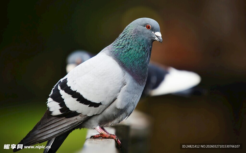 灰白鸽子立于栏杆