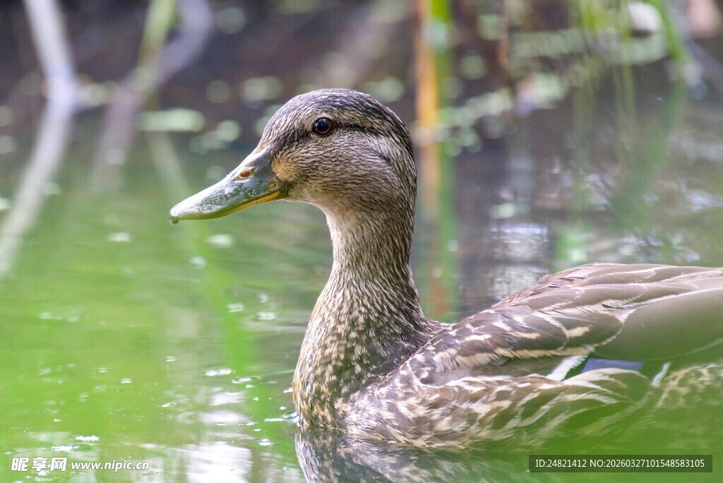 水中游弋的漂亮野鸭