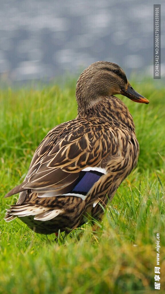 草地上休憩的野鸭