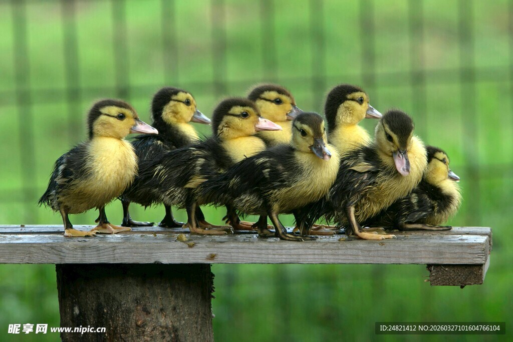 一群小鸭子站在平台上