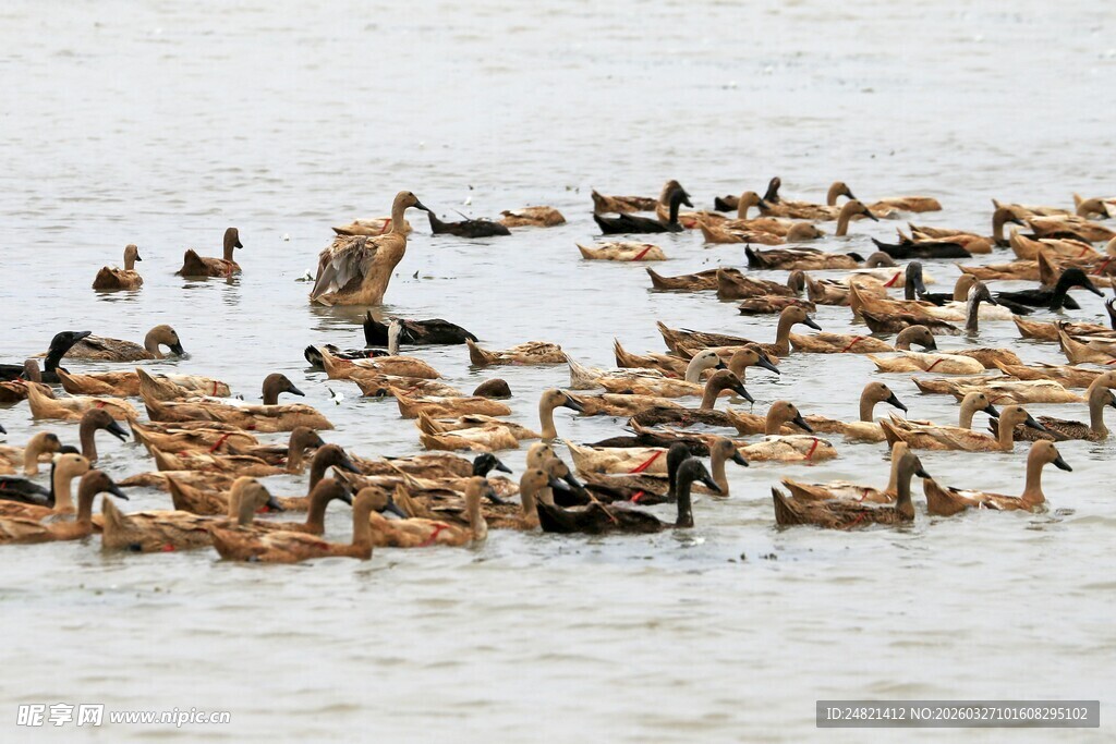 群鸭戏水