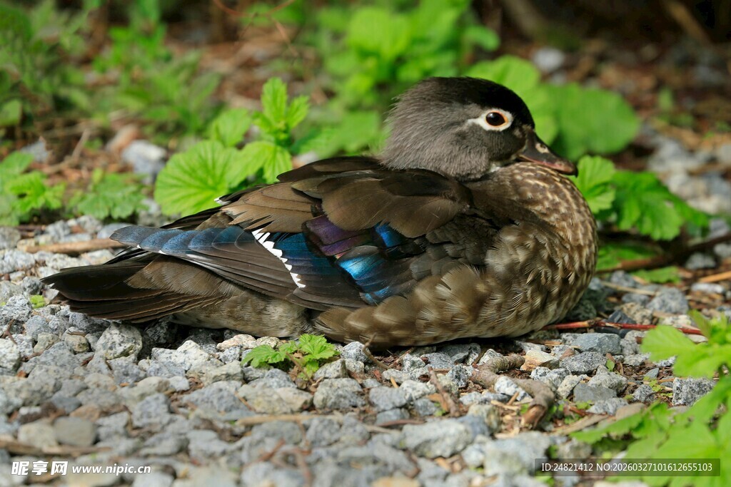 栖息于石砾地的美丽小鸟