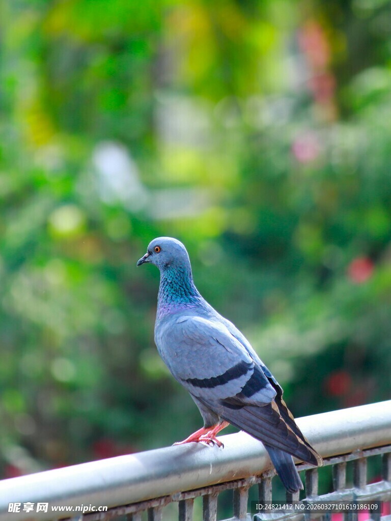 栏杆上的灰鸽子