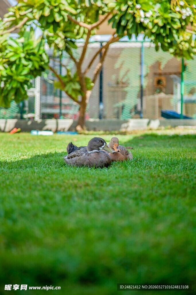 草地上惬意休憩的狗狗