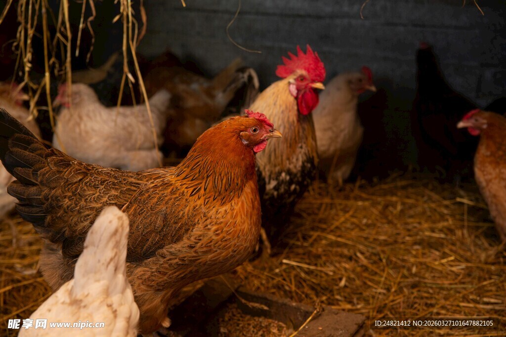 鸡群栖息于干草堆中