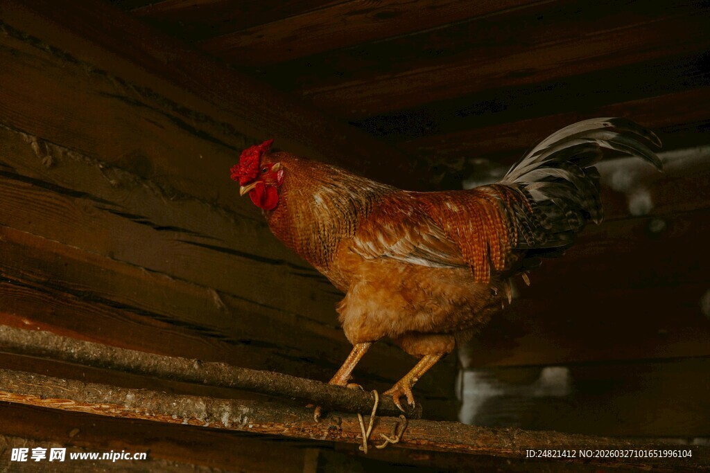 木架上的红冠公鸡