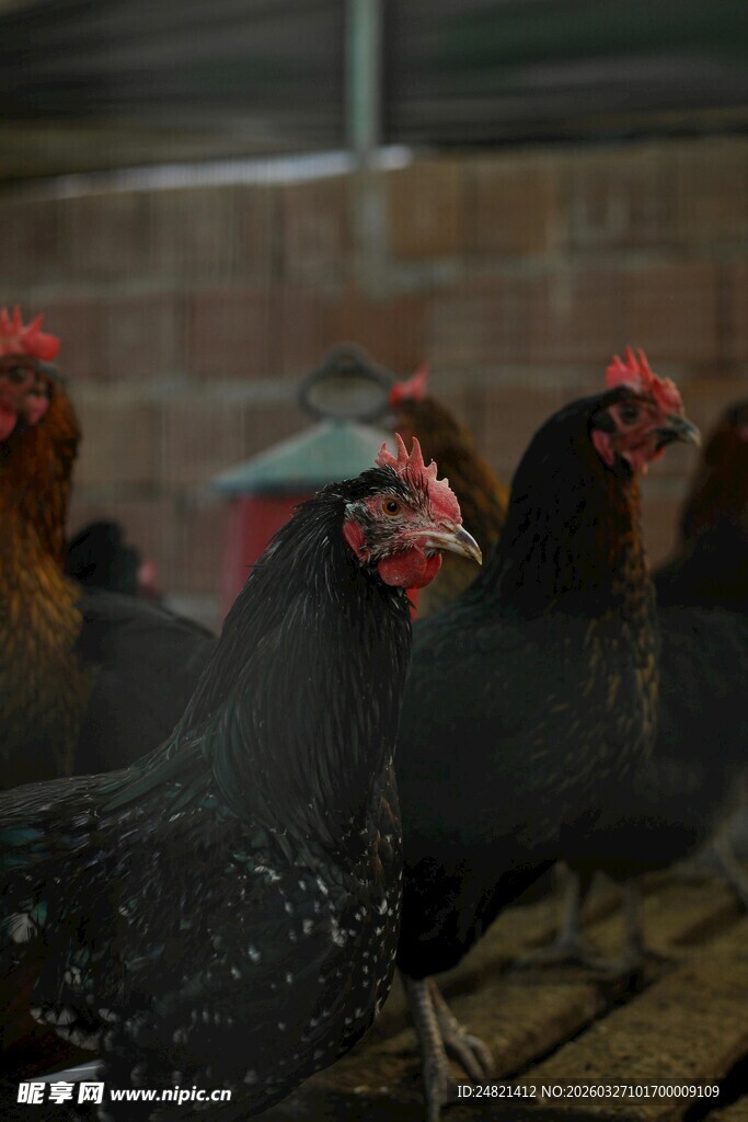 鸡舍内的黑羽鸡