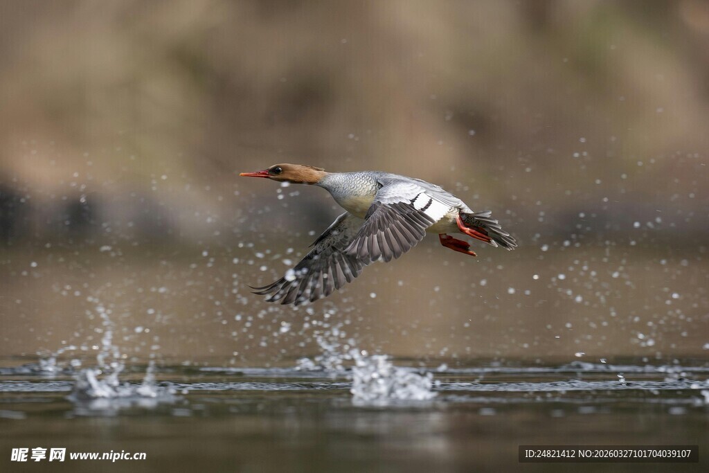 红胸秋沙鸭水面展翅瞬间