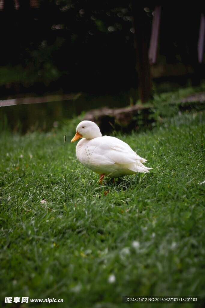 草地上的白鸭子