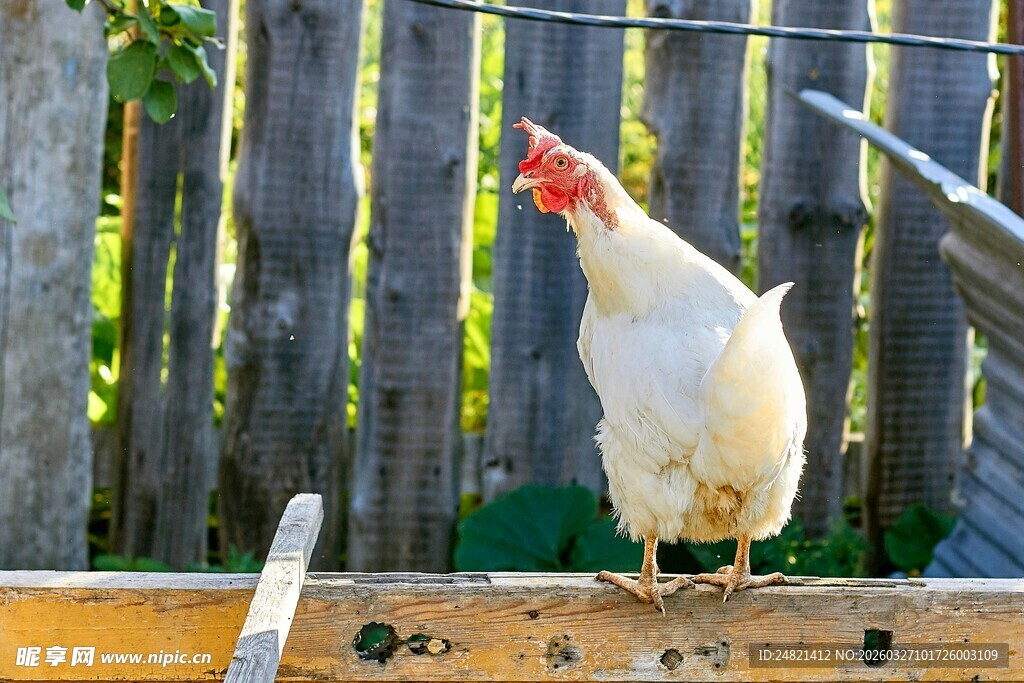 木栏上的白鸡