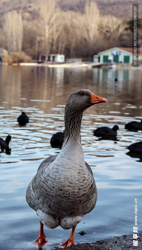 湖畔漫步的灰鹅与群鸭