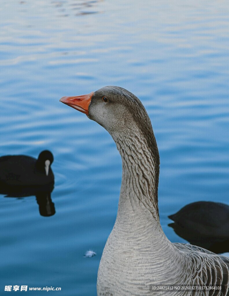 灰鹅于水面悠然