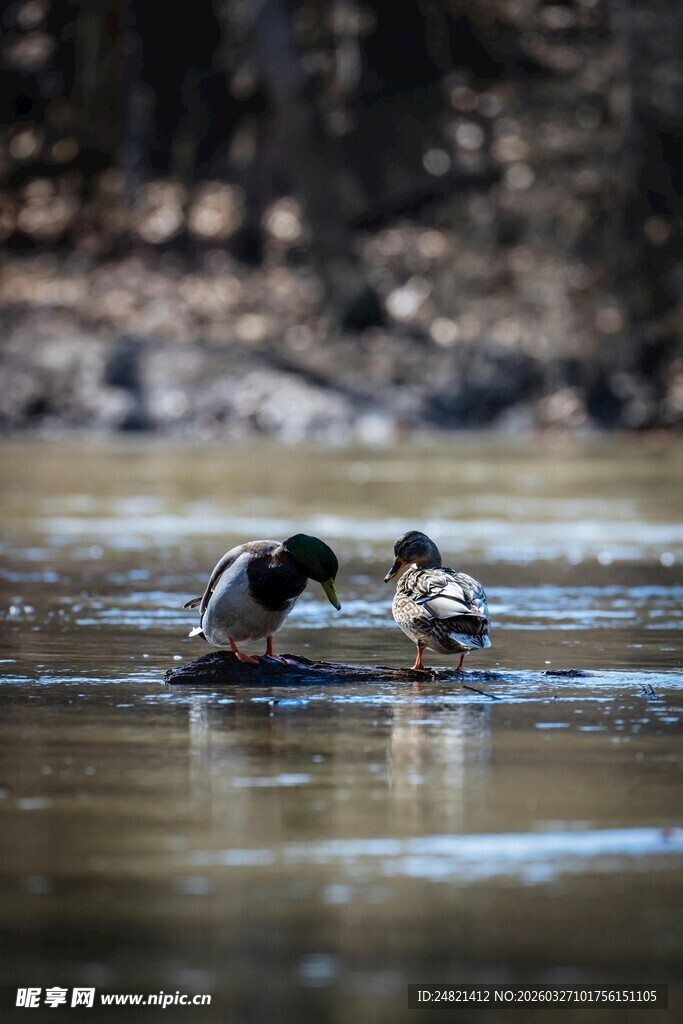 水中嬉戏的两只动物