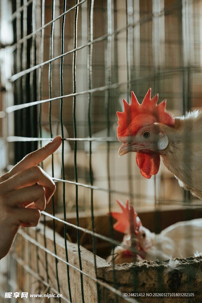 人笼边逗弄红冠公鸡
