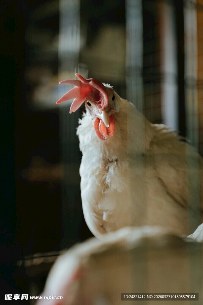 张嘴鸣叫的白鸡