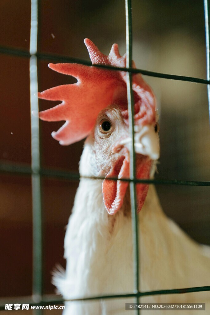 笼中鸡特写