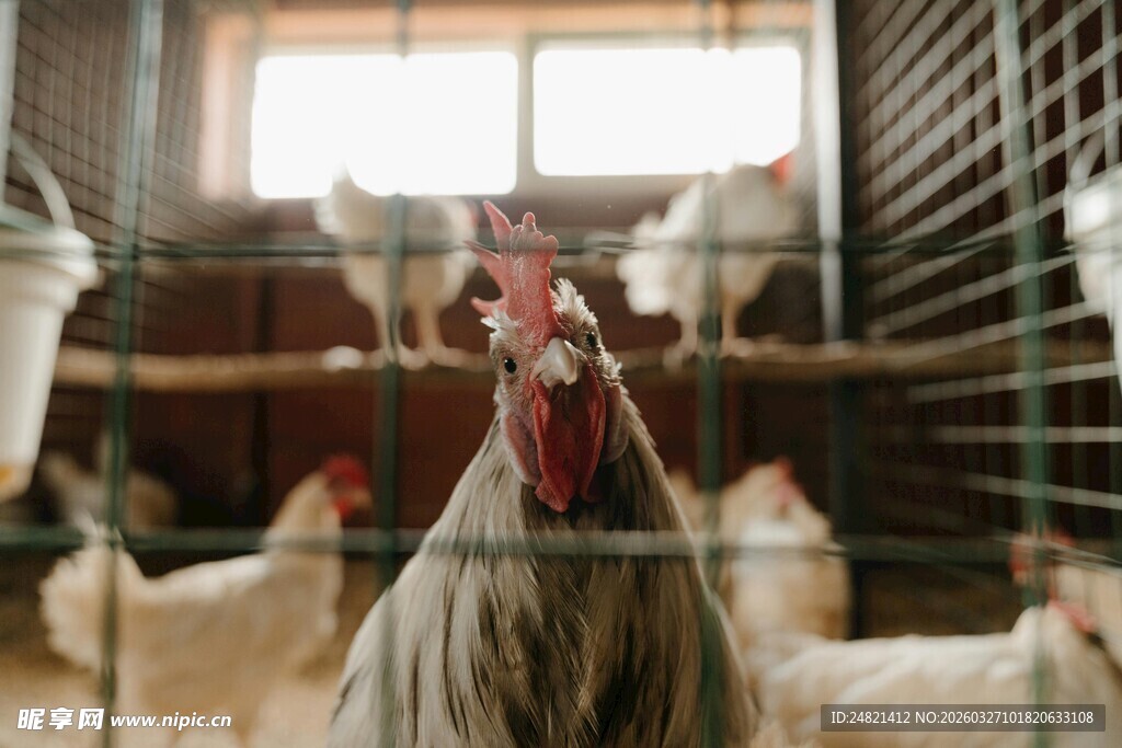 鸡舍内的公鸡与群鸡