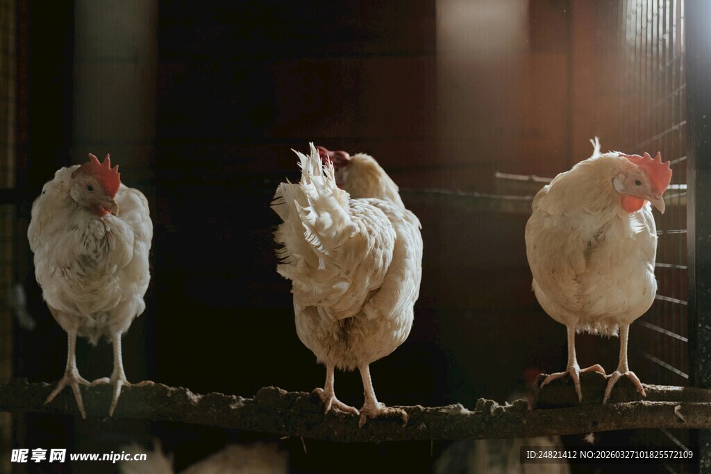三只鸡栖息于横杆上