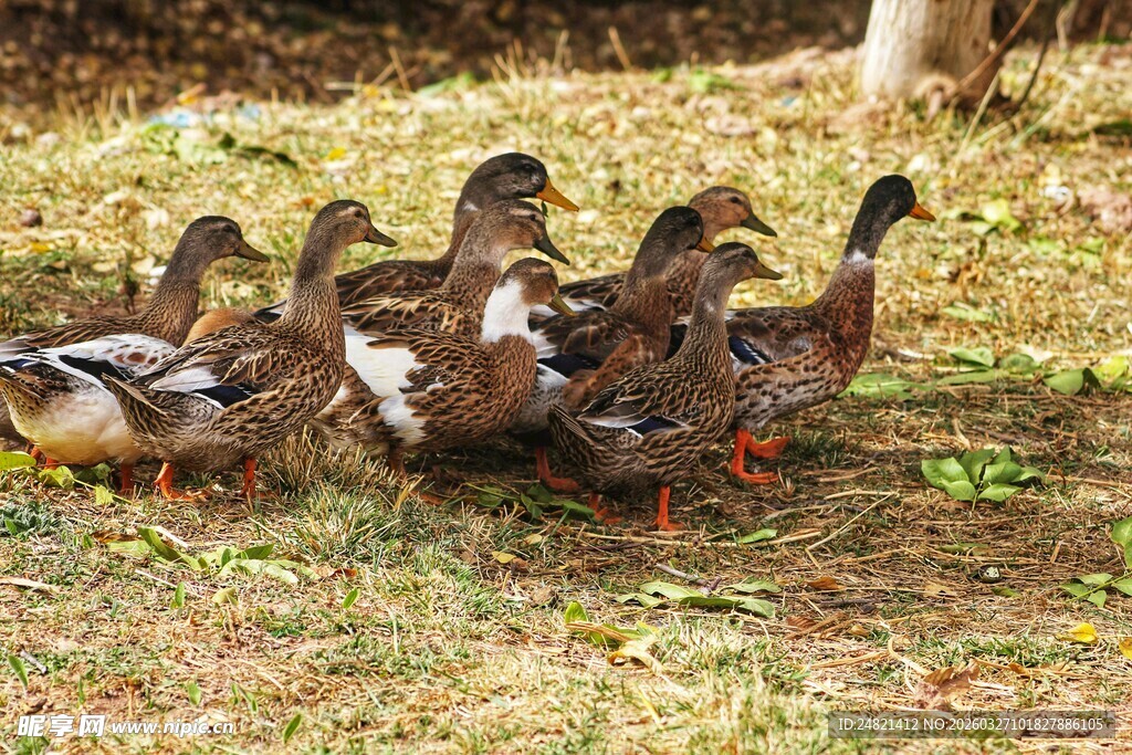 一群鸭子在草地上