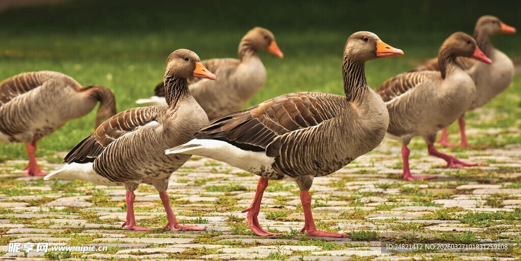 一群灰鹅在草地行走