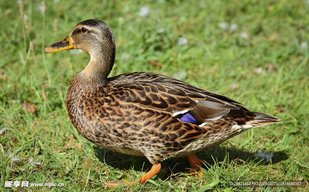 草地上的野鸭