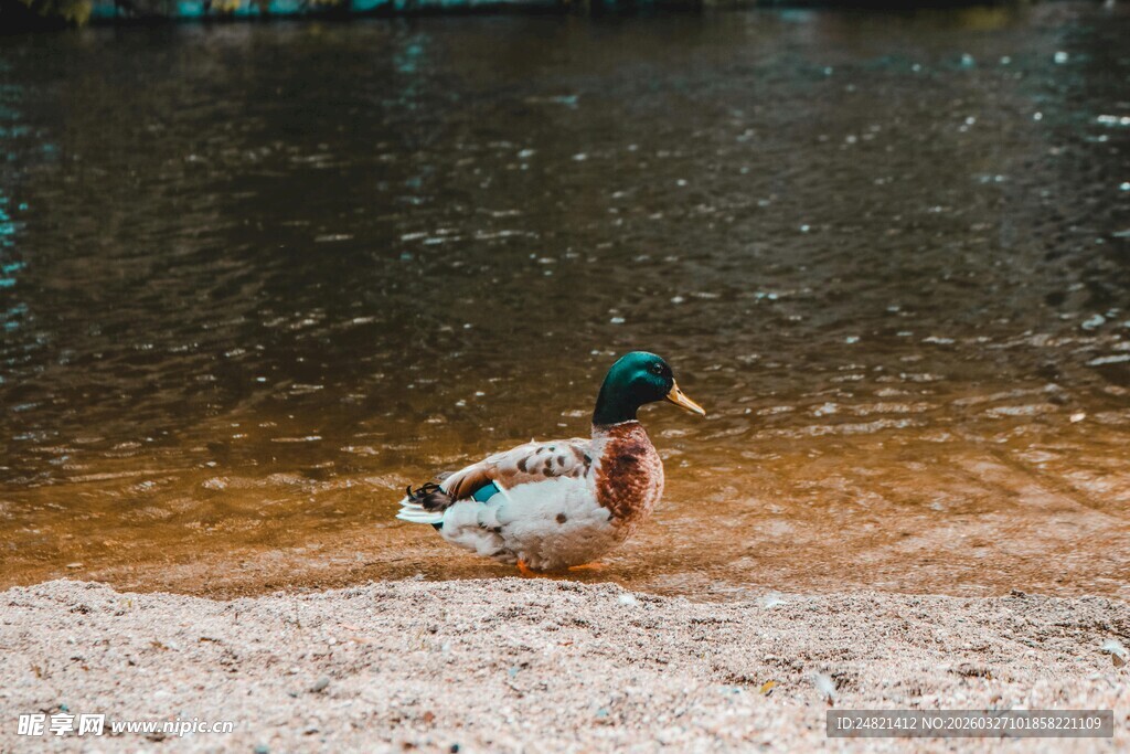 岸边漫步的绿头鸭