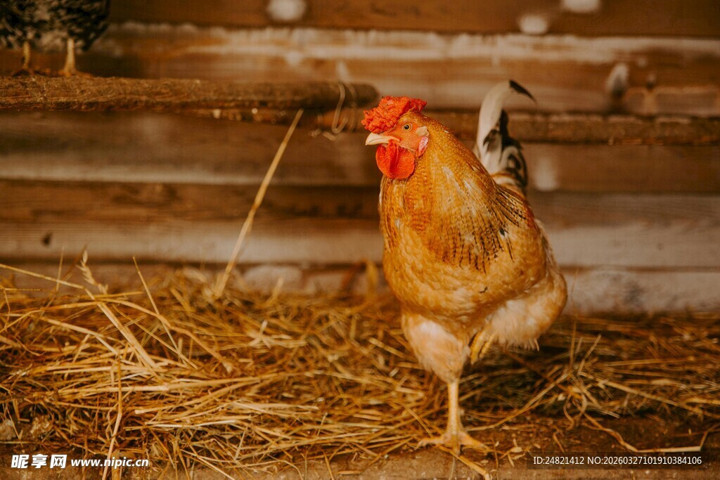 鸡站在干草堆上