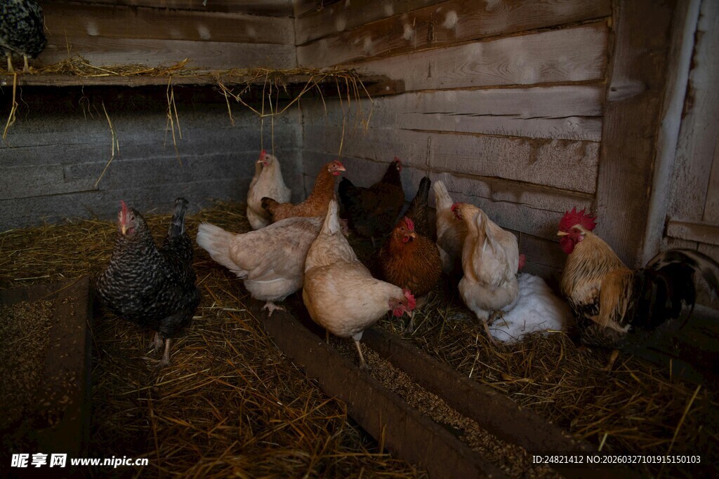鸡舍内的一群鸡