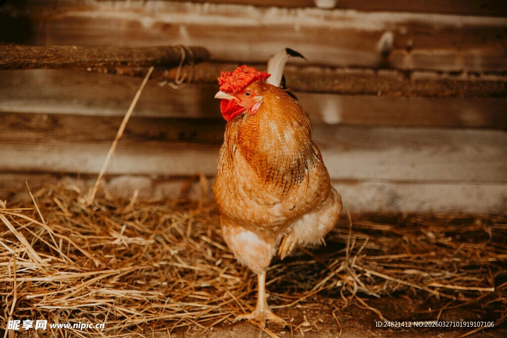 鸡站在稻草堆中