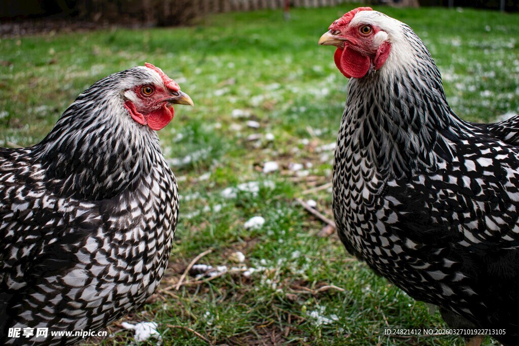 草地上的两只斑点鸡