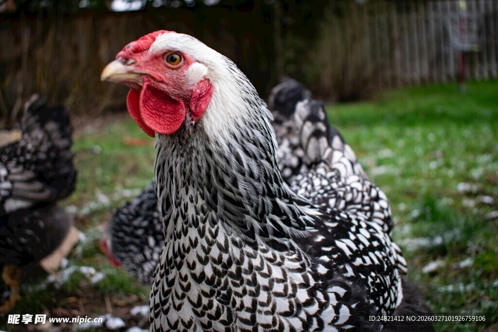 黑白花母鸡特写