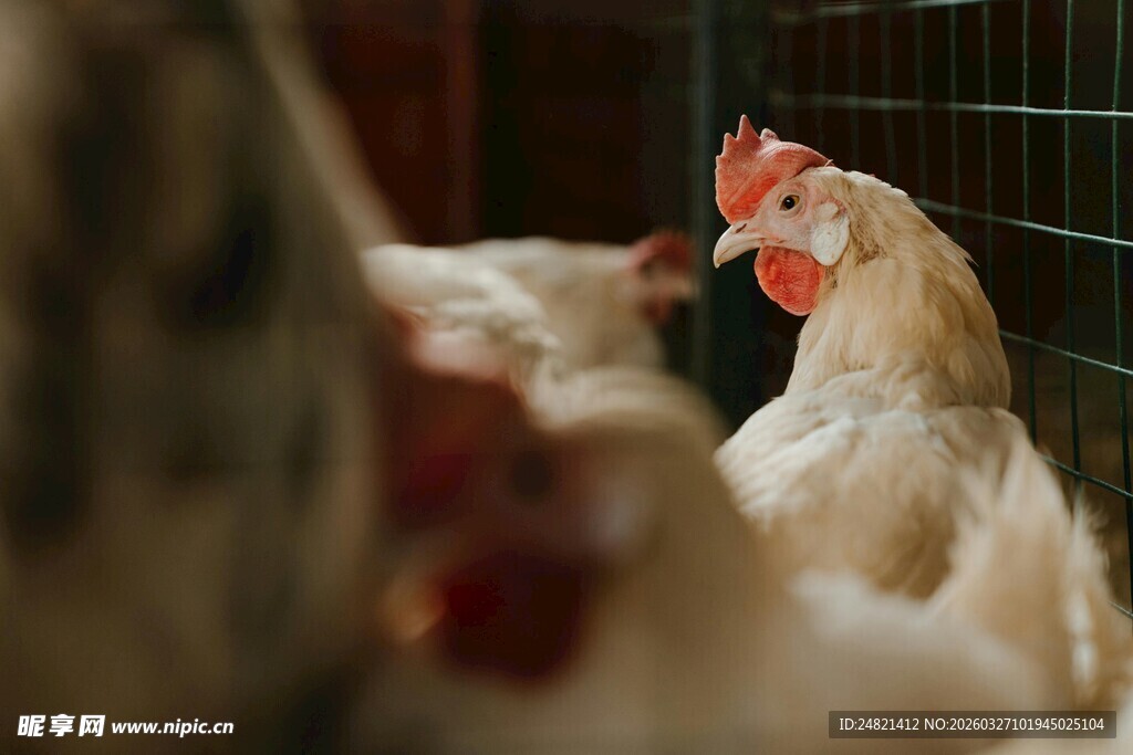 笼中母鸡