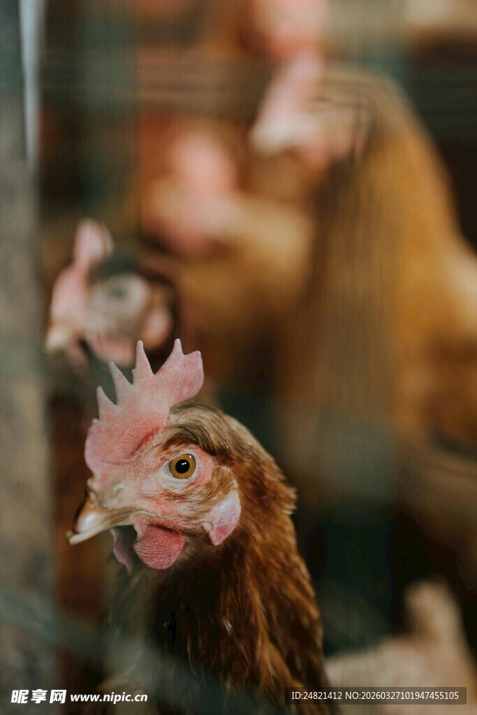 鸡舍中的母鸡特写