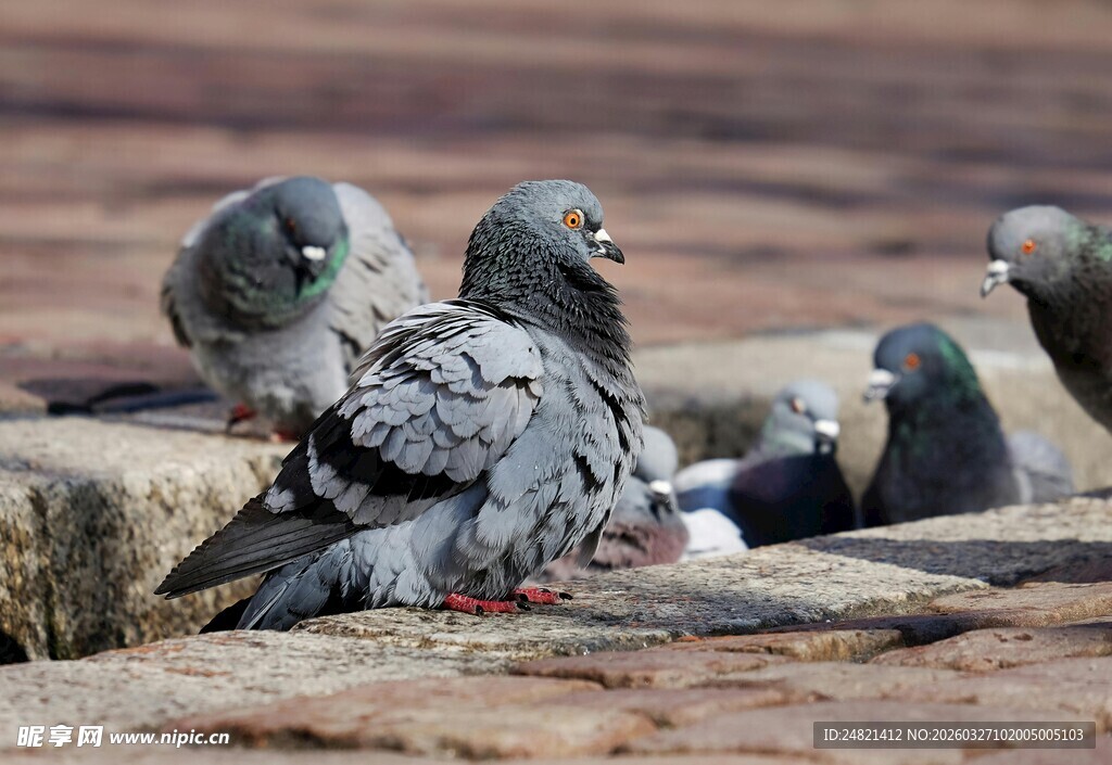 地面上聚集的一群鸽子