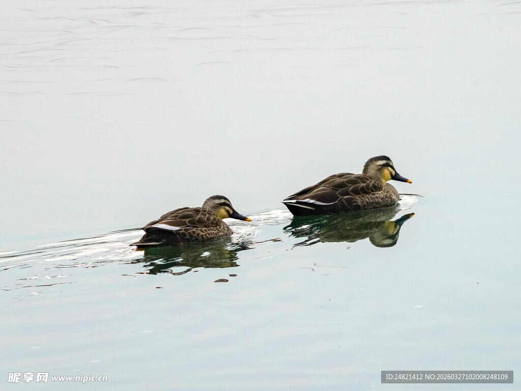 水面上悠游的两只鸭子