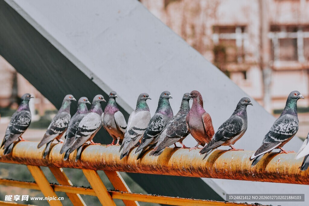 一排鸽子栖息在金属杆上