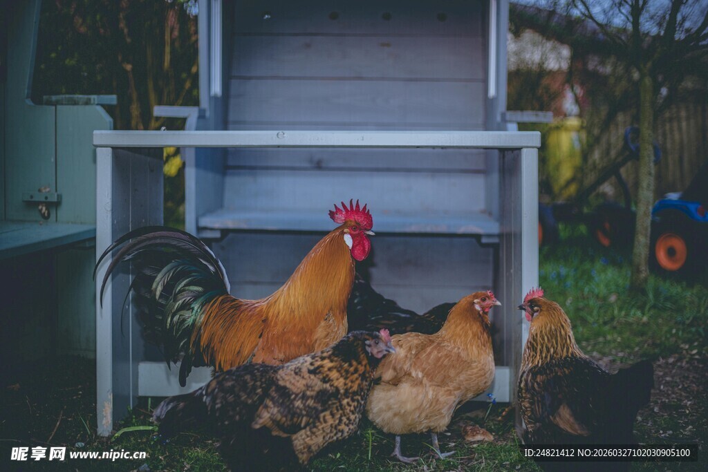 鸡群栖息于户外置物架下