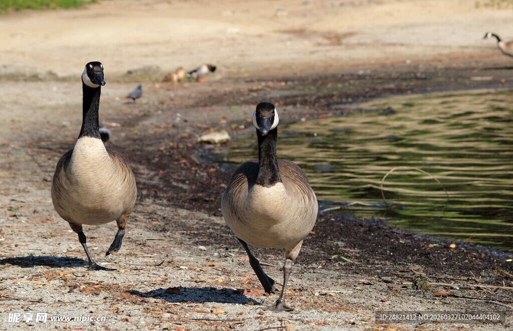 两只鹅在岸边行走