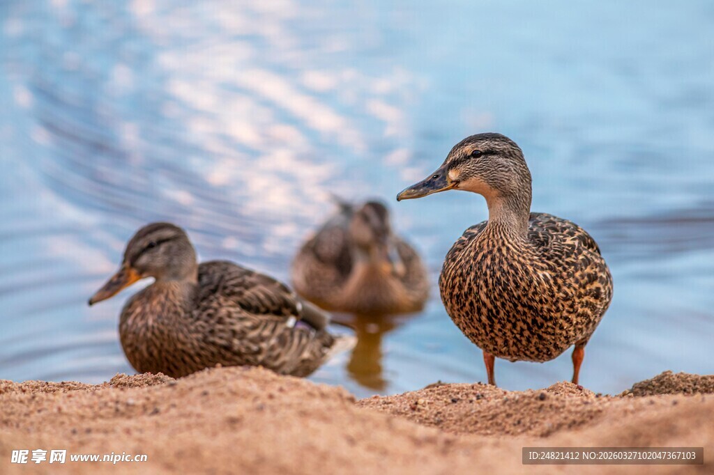 岸边的几只野鸭