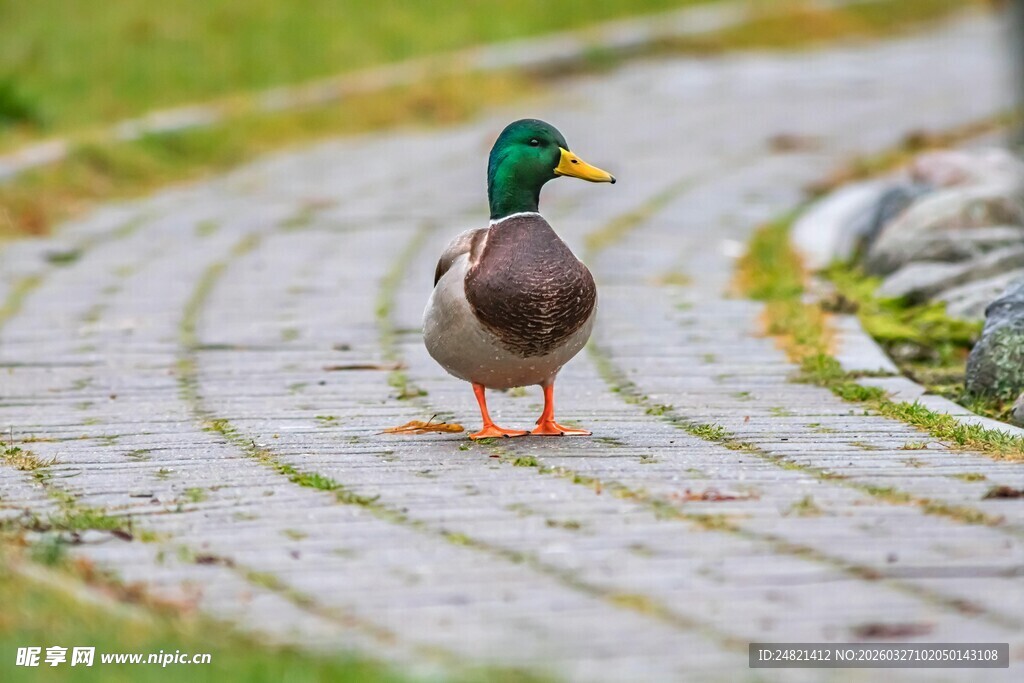 漫步石板路的绿头野鸭