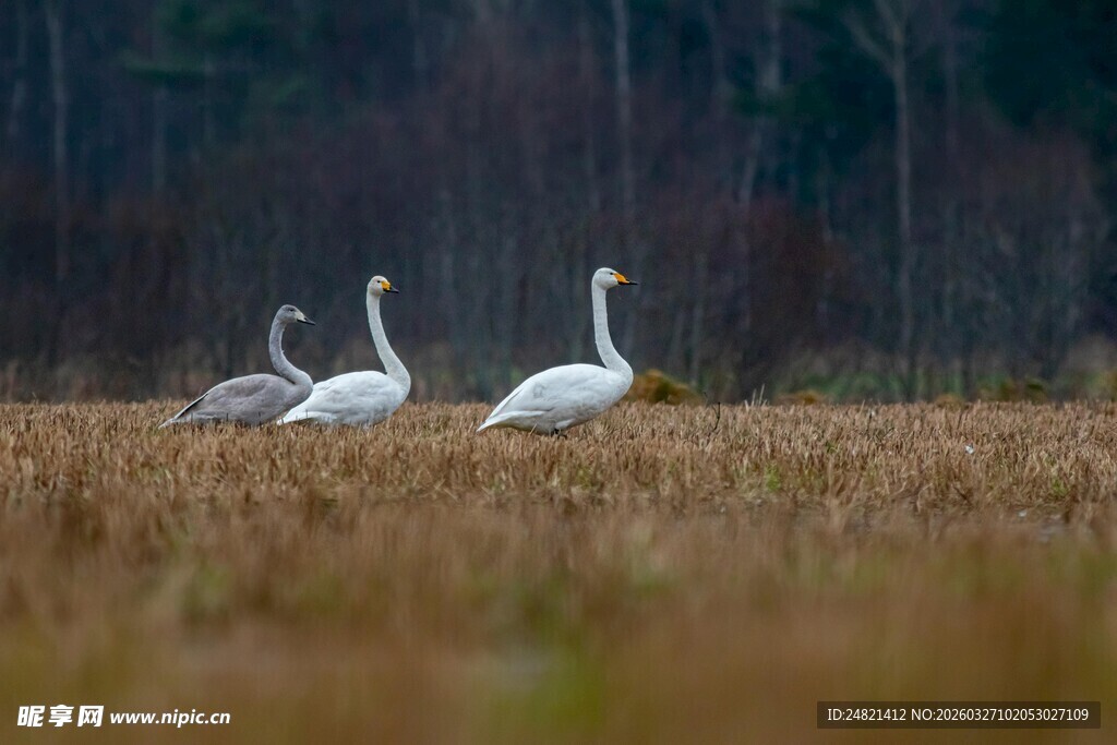 田野上的三只优雅天鹅