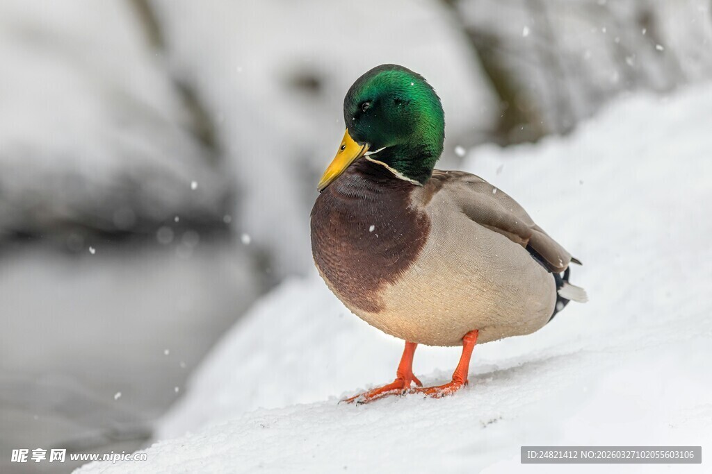 雪地上的绿头鸭