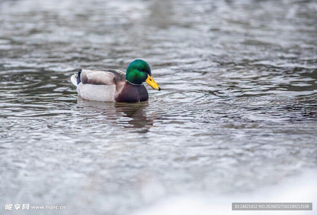 绿头鸭水中悠然游弋