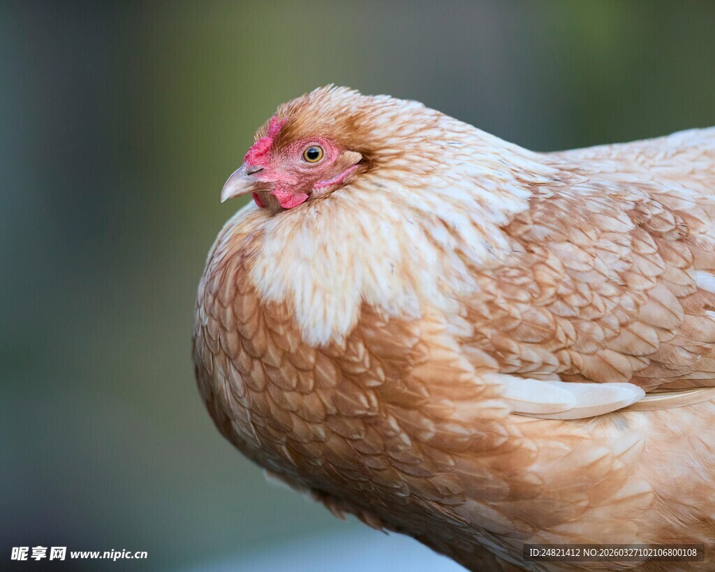 棕色母鸡特写