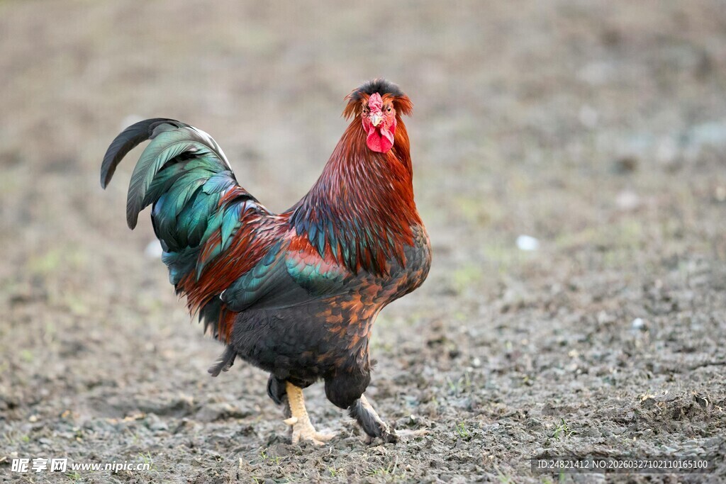 五彩公鸡在地面行走